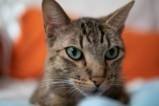 Auf der Suche nach dem Kick Können Katzen süchtig werden